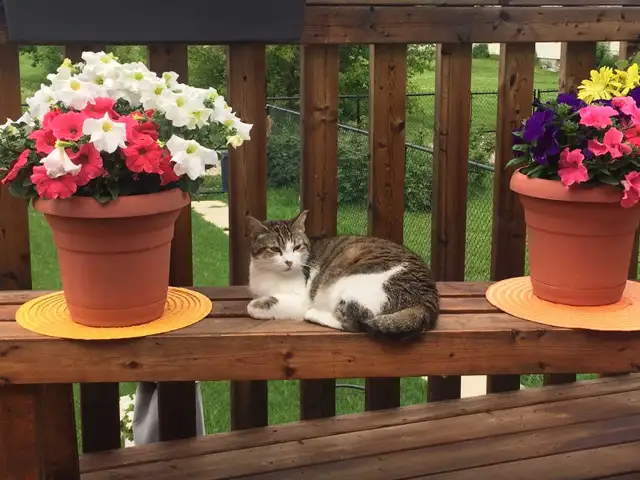 Cat To Go To Loving Home
