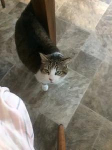 Cat To Go To Loving Home - Photo 2