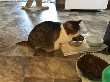 Cat To Go To Loving Home - Photo 3