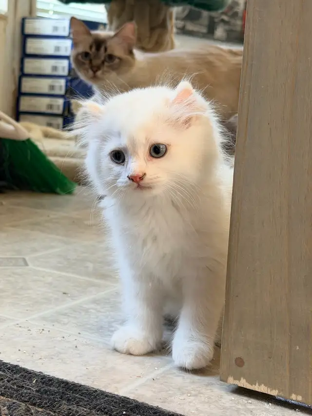 Scottish Straight Kitten Boy