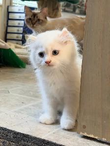 Scottish Straight Kitten Boy