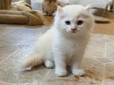 Scottish Straight Kitten Boy - Photo 2