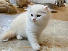 Scottish Straight Kitten Boy - Photo 3