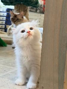Scottish Straight Kitten Boy - Photo 4