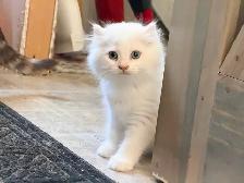 Scottish Straight Kitten Boy - Photo 5