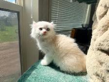 Scottish Straight Kitten Boy - Photo 6