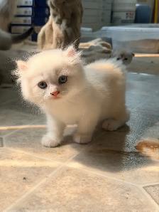 Scottish Straight Kitten Boy - Photo 7