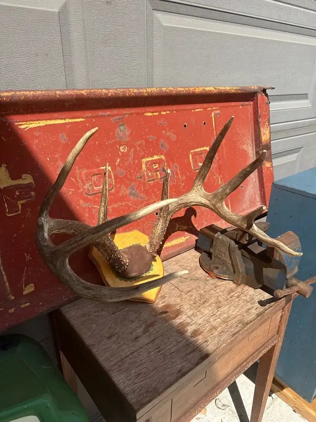 Taxidermy Deer Antlers