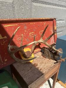 Taxidermy Deer Antlers