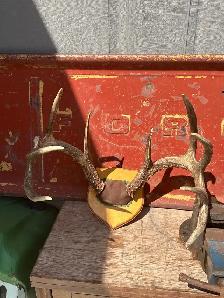 Taxidermy Deer Antlers - Photo 2