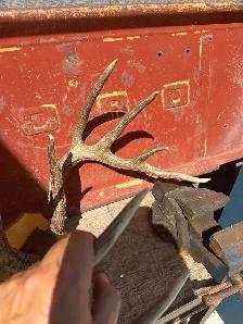Taxidermy Deer Antlers - Photo 3