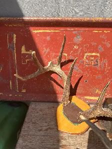 Taxidermy Deer Antlers - Photo 4