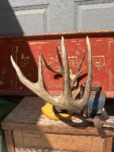 Taxidermy Deer Antlers - Photo 5