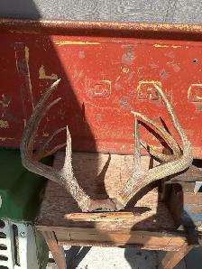 Taxidermy Deer Antlers - Photo 6