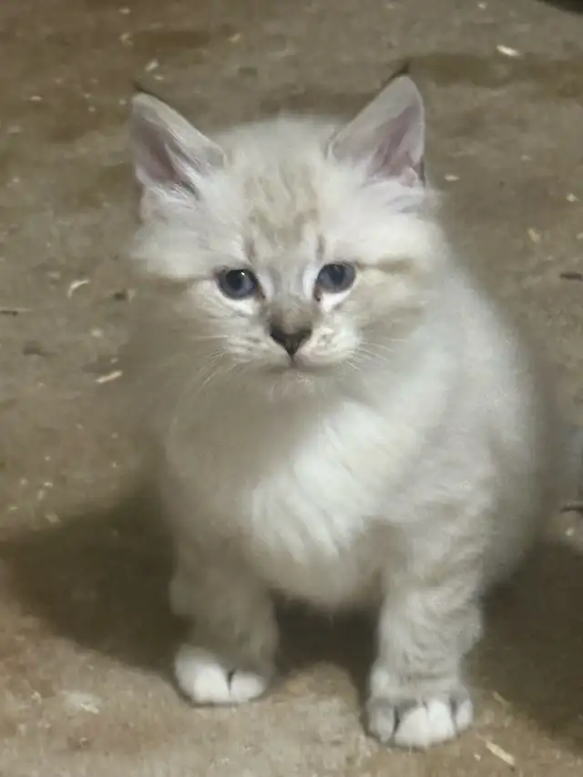 kittens available