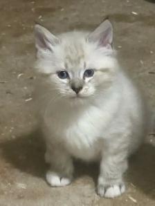 kittens available