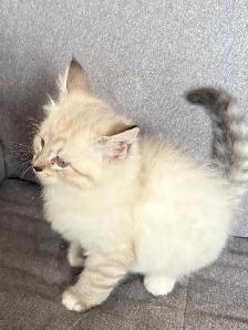 kittens available - Photo 2