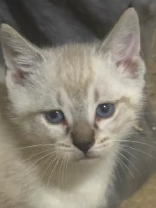 kittens available - Photo 3