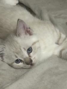 kittens available - Photo 4