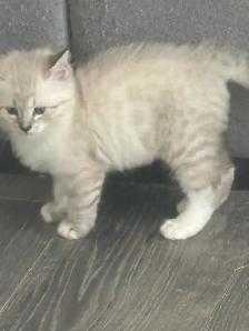 kittens available - Photo 5