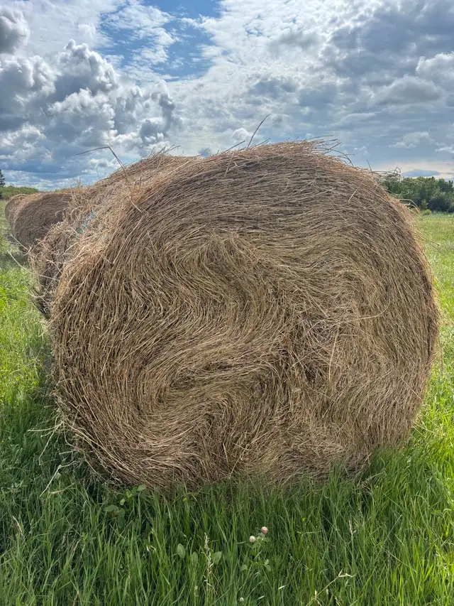 hay for sale