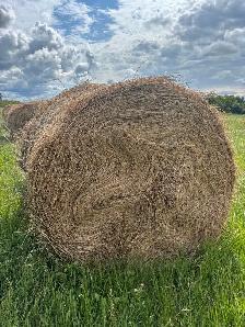 hay for sale