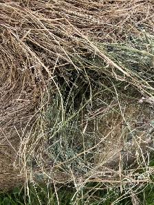 hay for sale - Photo 3