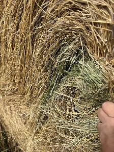 hay for sale - Photo 6
