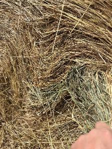 hay for sale - Photo 8