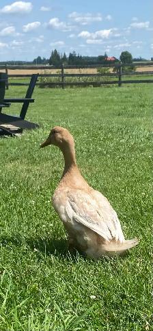 Buff Orpington Drakes