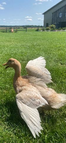 Buff Orpington Drakes - Photo 2
