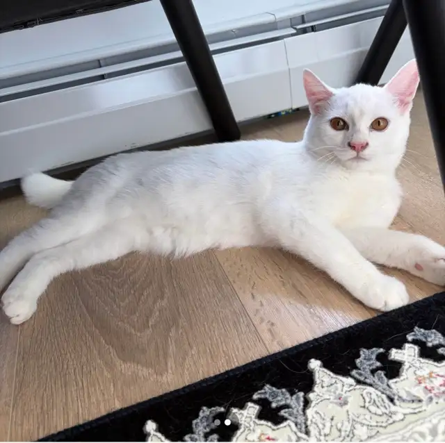 Female cat