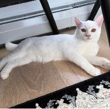 Female cat