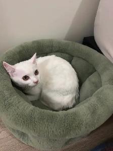 Female cat - Photo 2