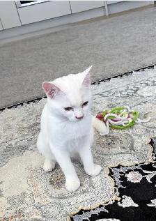 Female cat - Photo 3