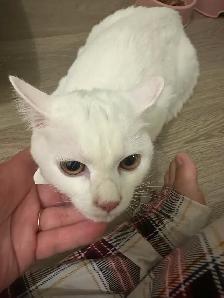Female cat - Photo 4