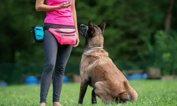 basic dog training (not a professional)