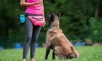 basic dog training (not a professional)