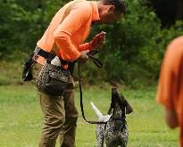 basic dog training (not a professional) - Photo 2