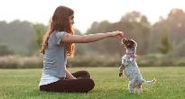 basic dog training (not a professional) - Photo 3