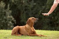 basic dog training (not a professional) - Photo 4