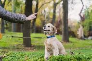 basic dog training (not a professional) - Photo 5