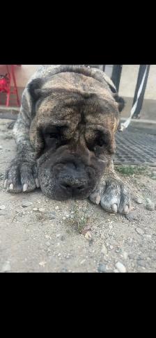 URGENT — PLEASE HELP US SAVE THOR TODAY  — KELOWNA - Photo 2