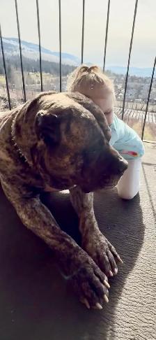 URGENT — PLEASE HELP US SAVE THOR TODAY  — KELOWNA - Photo 3