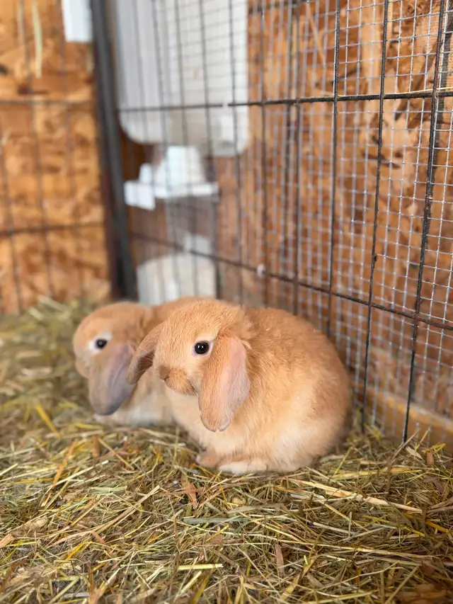 Bébé lapin bélier nain