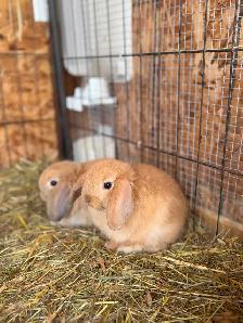 Bébé lapin bélier nain