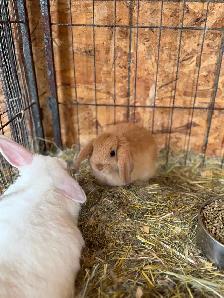 Bébé lapin bélier nain - Photo 2