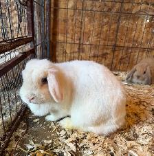 Lapine bélier nain