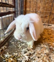 Lapine bélier nain - Photo 2