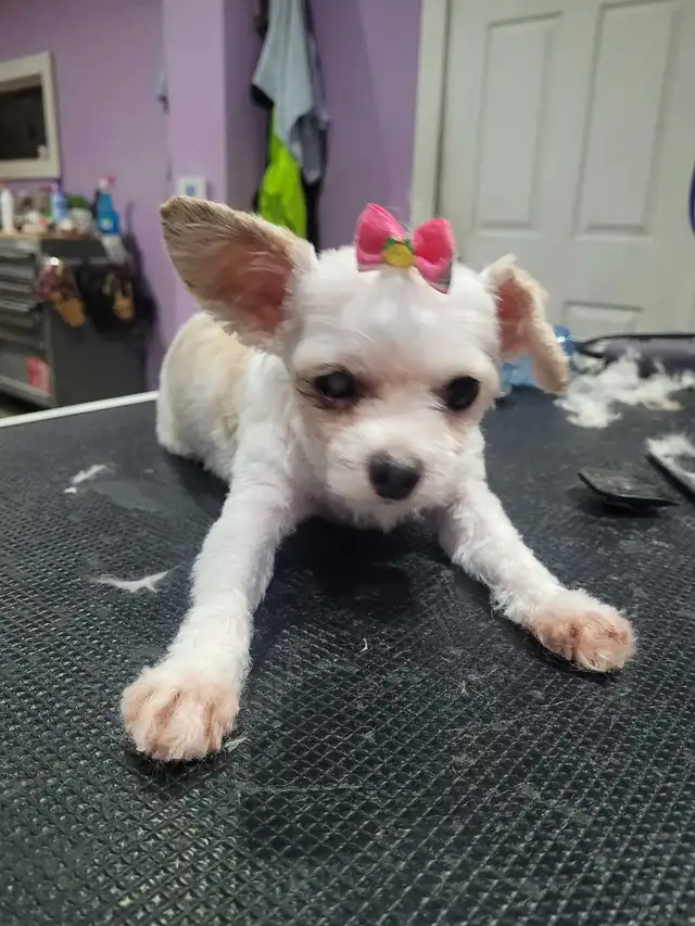 Dog grooming